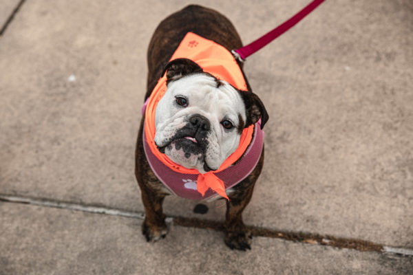 MS Walk Santa Rosa-5745