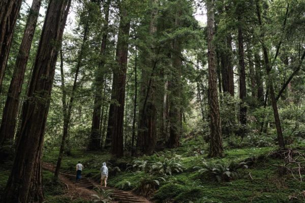 Children hike in Muir Woods National Monument outside of San Francisco, CA