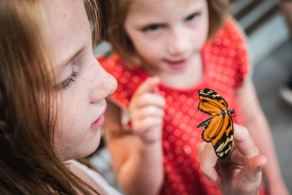 A child holds a butterfly at the Academy of Sciences in San Francisco, CA