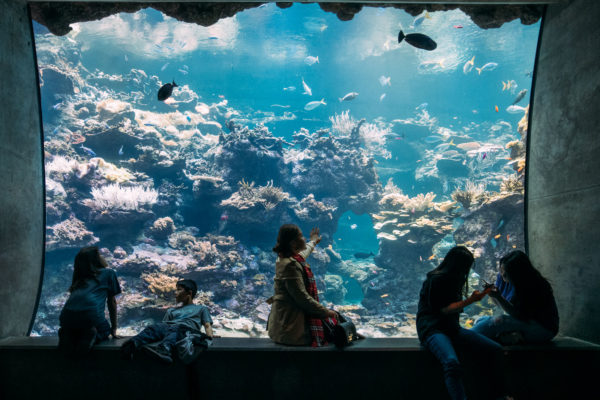 A family enjoys the aquarium at the academy of sciences in San Francisco, CA